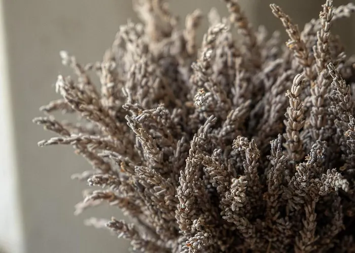 Ferme Sarthou Gasthuis 4*